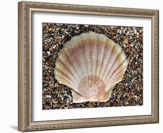 Scallop Shell on Beach, Normandy, France-Philippe Clement-Framed Photographic Print