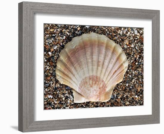 Scallop Shell on Beach, Normandy, France-Philippe Clement-Framed Photographic Print