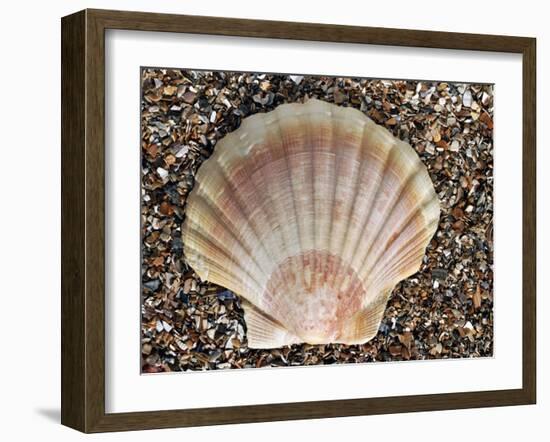 Scallop Shell on Beach, Normandy, France-Philippe Clement-Framed Photographic Print