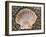 Scallop Shell on Beach, Normandy, France-Philippe Clement-Framed Photographic Print