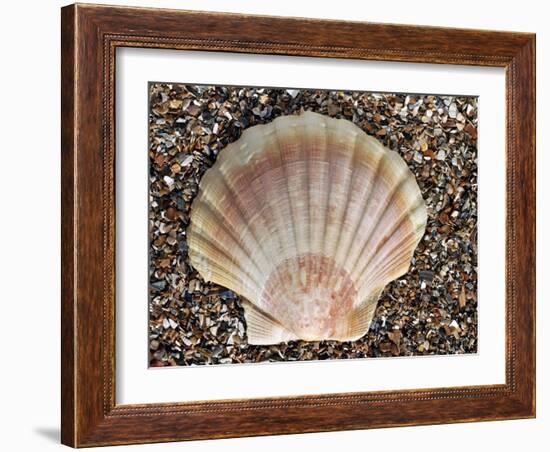 Scallop Shell on Beach, Normandy, France-Philippe Clement-Framed Photographic Print