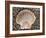 Scallop Shell on Beach, Normandy, France-Philippe Clement-Framed Photographic Print