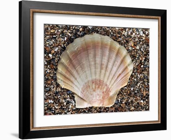 Scallop Shell on Beach, Normandy, France-Philippe Clement-Framed Photographic Print