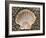 Scallop Shell on Beach, Normandy, France-Philippe Clement-Framed Photographic Print