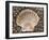 Scallop Shell on Beach, Normandy, France-Philippe Clement-Framed Photographic Print