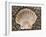 Scallop Shell on Beach, Normandy, France-Philippe Clement-Framed Photographic Print