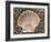 Scallop Shell on Beach, Normandy, France-Philippe Clement-Framed Photographic Print