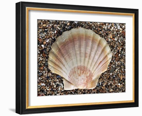 Scallop Shell on Beach, Normandy, France-Philippe Clement-Framed Photographic Print