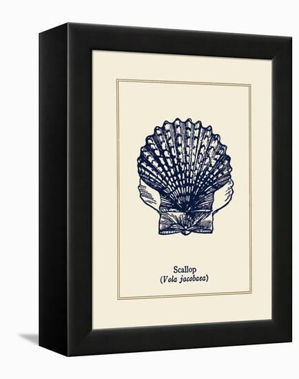 Scallop Shell-Gregory Gorham-Framed Stretched Canvas