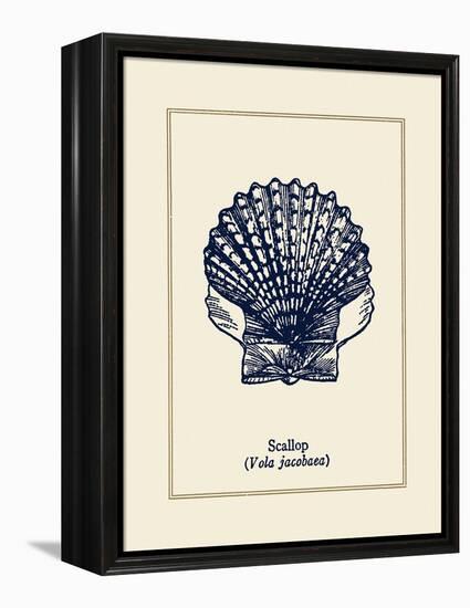 Scallop Shell-Gregory Gorham-Framed Stretched Canvas