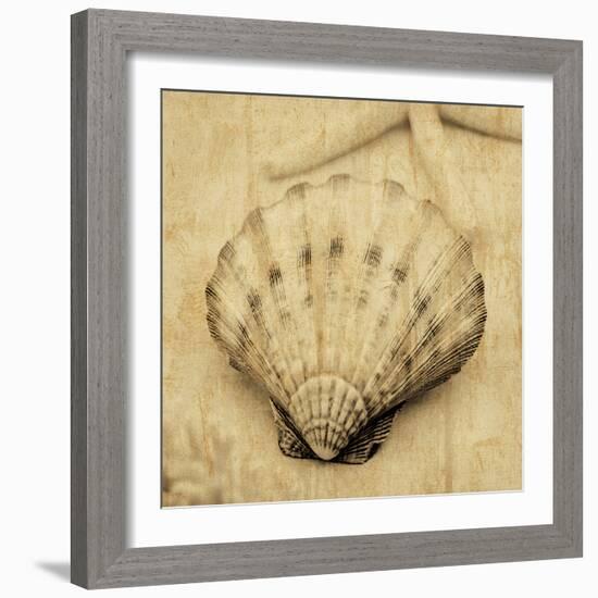 Scallop-John Seba-Framed Photo