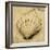 Scallop-John Seba-Framed Photo