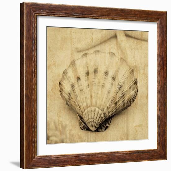 Scallop-John Seba-Framed Photo