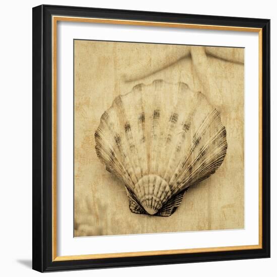 Scallop-John Seba-Framed Photo