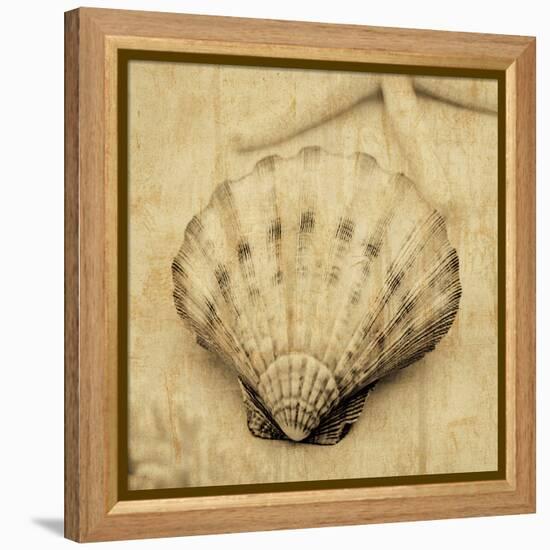 Scallop-John Seba-Framed Stretched Canvas