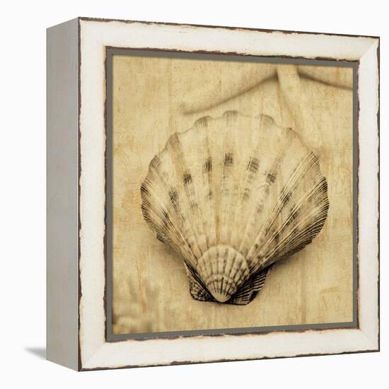 Scallop-John Seba-Framed Stretched Canvas