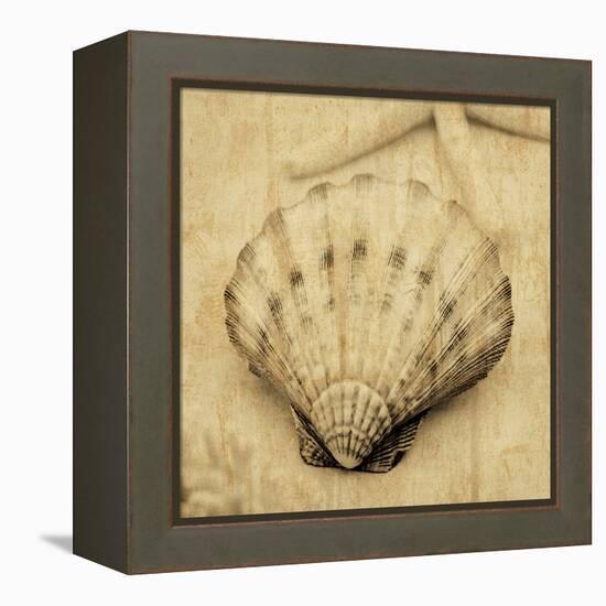 Scallop-John Seba-Framed Stretched Canvas