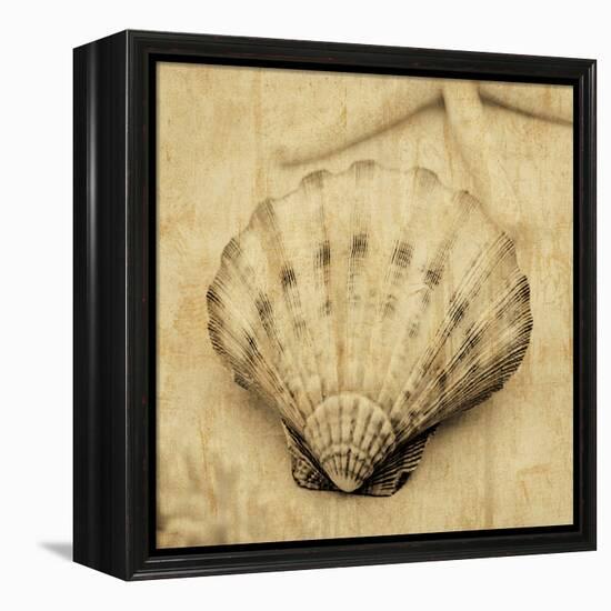 Scallop-John Seba-Framed Stretched Canvas