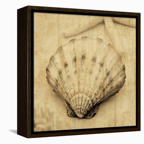 Scallop-John Seba-Framed Stretched Canvas