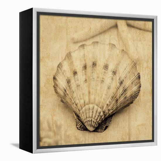 Scallop-John Seba-Framed Stretched Canvas