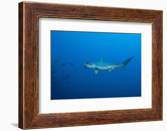 Scalloped Hammerhead Shark (Sphyrna Lewini)-Reinhard Dirscherl-Framed Photographic Print