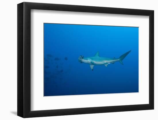 Scalloped Hammerhead Shark (Sphyrna Lewini)-Reinhard Dirscherl-Framed Photographic Print