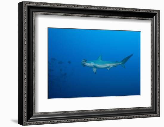 Scalloped Hammerhead Shark (Sphyrna Lewini)-Reinhard Dirscherl-Framed Photographic Print