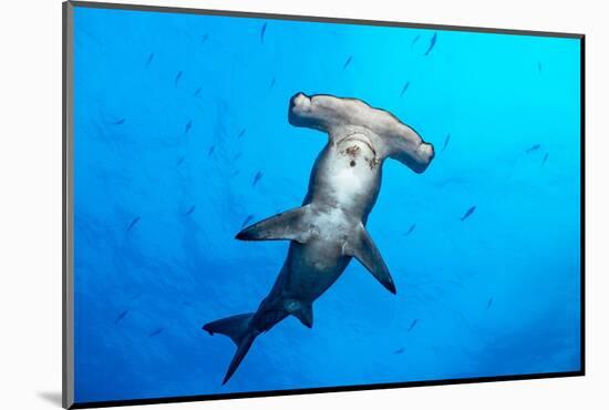Scalloped hammerhead shark surrounded by Pacific creolefish-Alex Mustard-Mounted Photographic Print