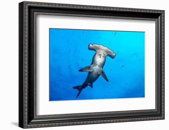 Scalloped hammerhead shark surrounded by Pacific creolefish-Alex Mustard-Framed Photographic Print