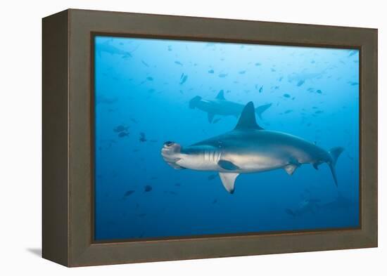 Scalloped Hammerhead Shark-Michele Westmorland-Framed Premier Image Canvas