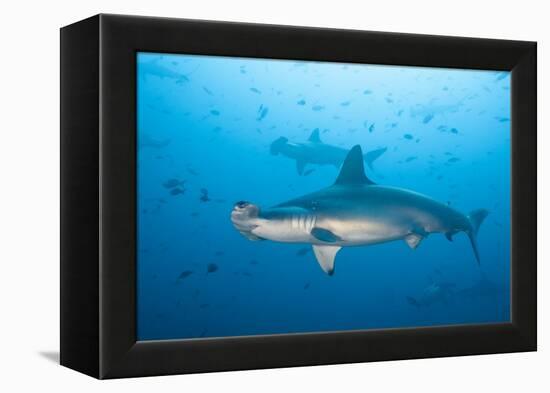 Scalloped Hammerhead Shark-Michele Westmorland-Framed Premier Image Canvas