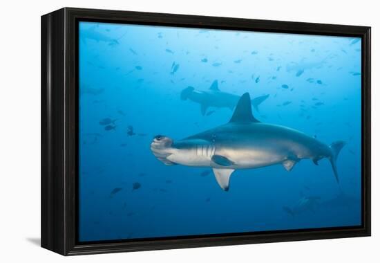 Scalloped Hammerhead Shark-Michele Westmorland-Framed Premier Image Canvas