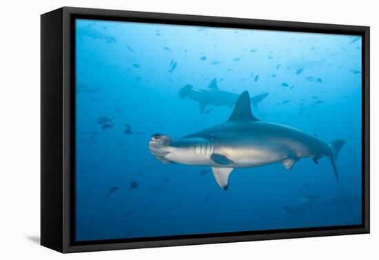 Scalloped Hammerhead Shark-Michele Westmorland-Framed Premier Image Canvas