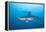 Scalloped Hammerhead Shark-Michele Westmorland-Framed Premier Image Canvas