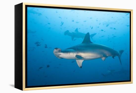 Scalloped Hammerhead Shark-Michele Westmorland-Framed Premier Image Canvas