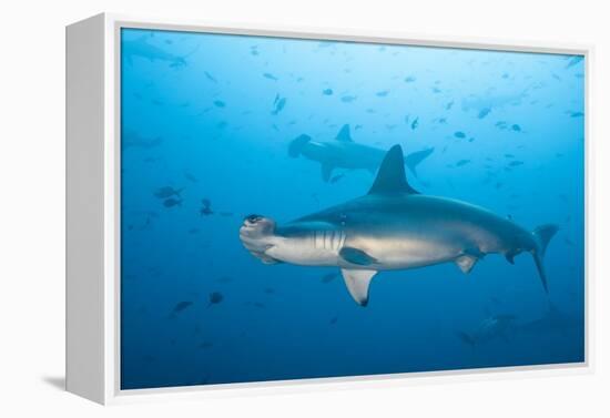 Scalloped Hammerhead Shark-Michele Westmorland-Framed Premier Image Canvas