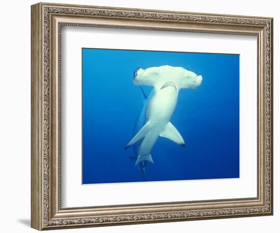 Scalloped Hammerhead Shark-Michele Westmorland-Framed Photographic Print