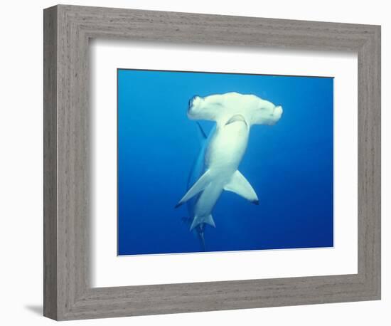 Scalloped Hammerhead Shark-Michele Westmorland-Framed Photographic Print