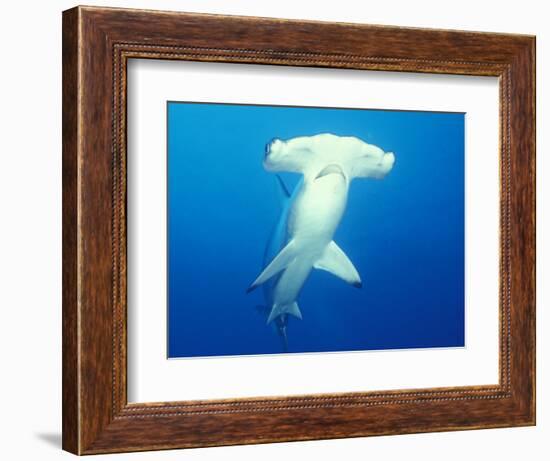 Scalloped Hammerhead Shark-Michele Westmorland-Framed Photographic Print