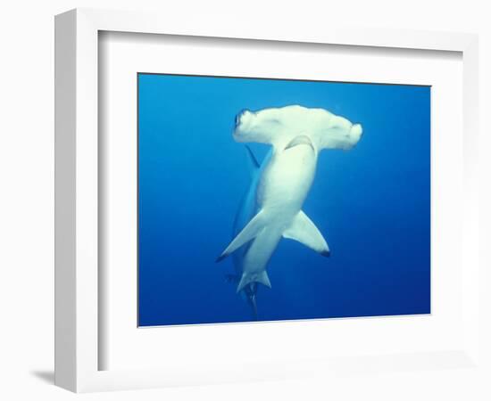 Scalloped Hammerhead Shark-Michele Westmorland-Framed Photographic Print