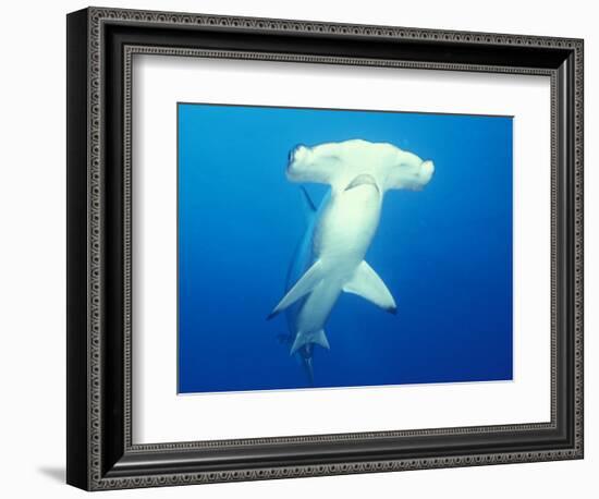 Scalloped Hammerhead Shark-Michele Westmorland-Framed Photographic Print