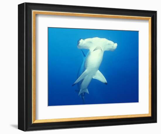 Scalloped Hammerhead Shark-Michele Westmorland-Framed Photographic Print