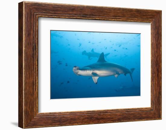 Scalloped Hammerhead Shark-Michele Westmorland-Framed Photographic Print