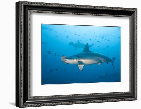 Scalloped Hammerhead Shark-Michele Westmorland-Framed Photographic Print