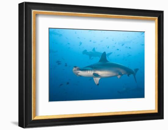 Scalloped Hammerhead Shark-Michele Westmorland-Framed Photographic Print