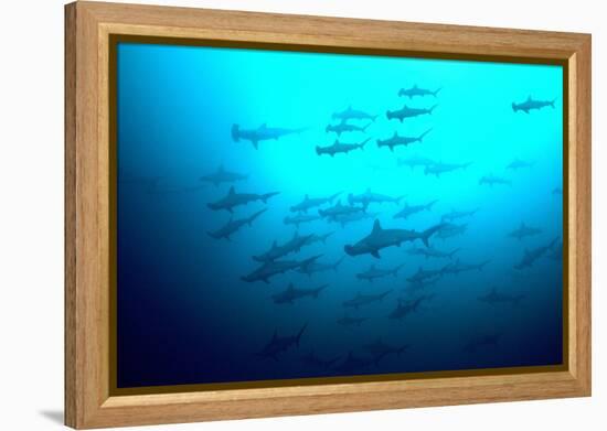 Scalloped Hammerhead Sharks Looking Up to See-null-Framed Premier Image Canvas