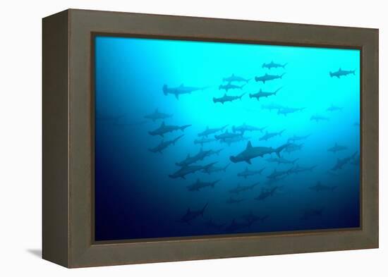 Scalloped Hammerhead Sharks Looking Up to See-null-Framed Premier Image Canvas
