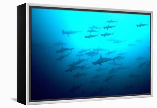 Scalloped Hammerhead Sharks Looking Up to See-null-Framed Premier Image Canvas