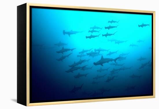 Scalloped Hammerhead Sharks Looking Up to See-null-Framed Premier Image Canvas