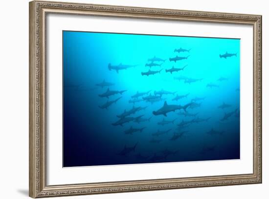 Scalloped Hammerhead Sharks Looking Up to See-null-Framed Photographic Print